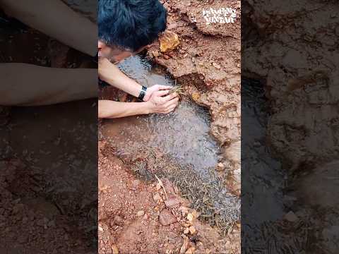 Rejeki Nomplok! Menemukan Kumpulan Udang Terdampar di Pantai #shorts