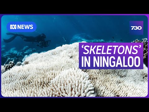 YouTube video thumbnail: World Heritage-Listed Ningaloo Reef hit by 'Catastrophic' Bleaching Event 