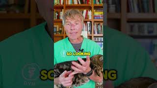 Why Your Dog’s Itching Keeps Coming Back