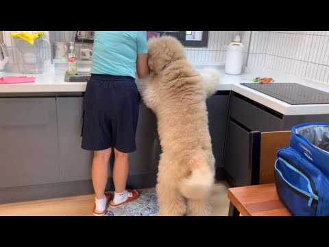 강아지와 함께한 금오도 생존일기
