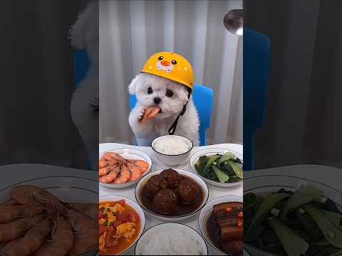 cute foodie dog #shorts #viralshorts