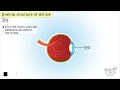 Anatomy and Functions of the Eye