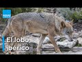 Cuestionario sobre el comportamiento de los lobos