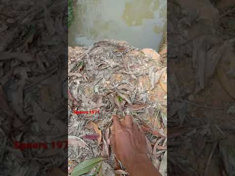 waspadalah...dg pemangsa satu ini... dia pintar & cerdik
