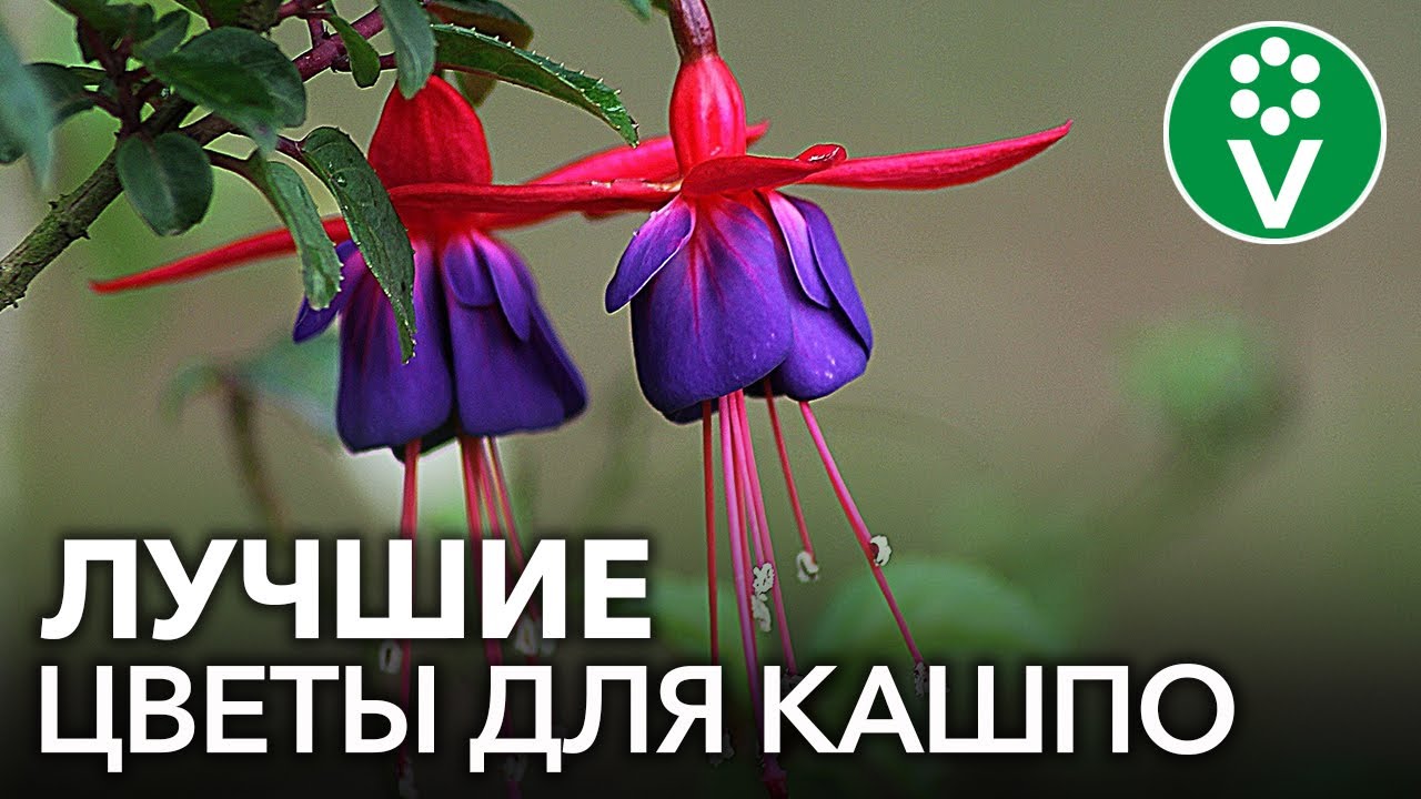 Не только петуния! 20 эффектных цветов для кашпо, от красоты которых захватывает дух