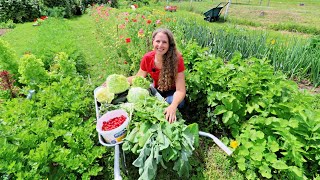 Huge Garden Harvest! Preserving Herbs, Cherries & Making Jelly