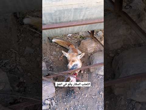 الثعلب دايمآ ياكل الدجاج علينا واليوم وقع بشر أعماله نتعب بتربيه الدواجن وياكلها الثعلب #الثعلب