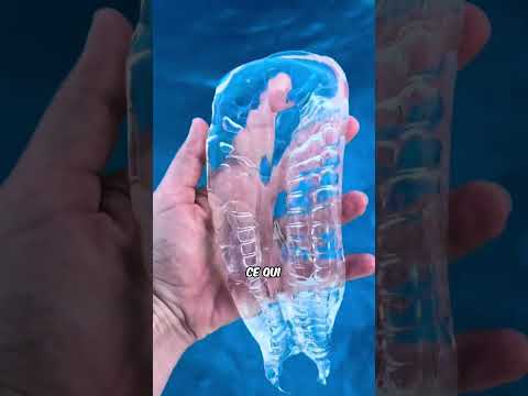 Les Salpes Sont FASCINANTES 🌊😲 #shorts