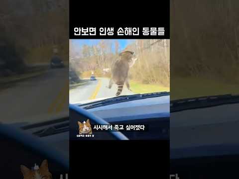 안보면 인생 손해인 동물들