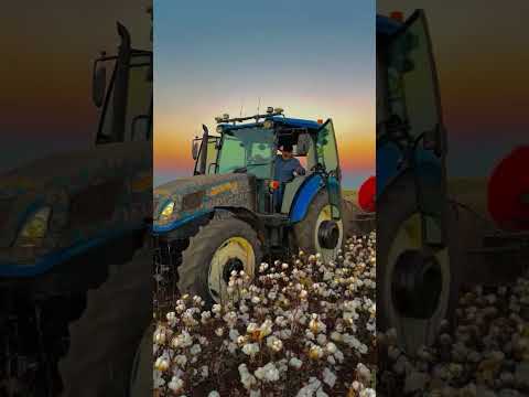 De la recolecci贸n manual a la cosecha mecanizada del algod贸n