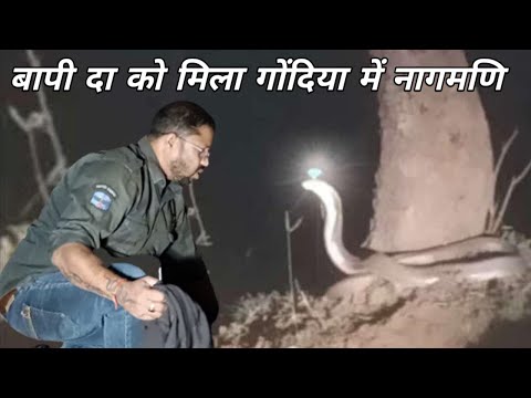 गोंदिया में मिला नागमणि का किया बापी दा ने किया पर्दाफाश