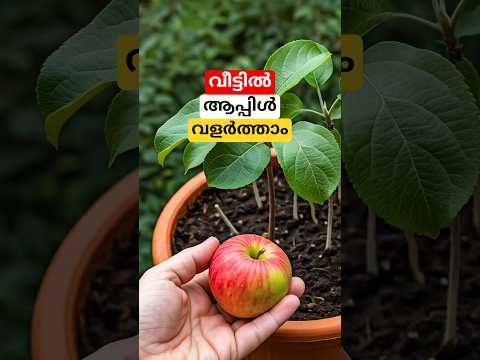 เดตเตเดเตเดเดฟเตฝ เดเดชเตเดชเดฟเตพ เดตเดณเตผเดคเตเดคเดพเด #shorts #appletree #malayalam