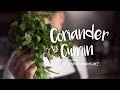 Coriander vs. Cumin: A Flavorful Comparison