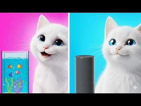 Super Kitty Built Tiny Secret Cat House in My Closet😻