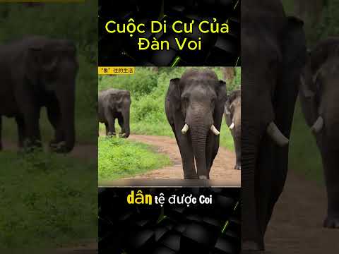 Cuộc Di Cư Của Đàn Voi