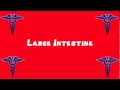 Understanding the Large Intestine