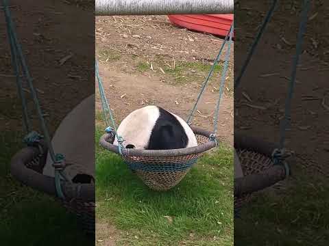 When the keeper called out to the panda, it hurriedly buried its head, pretending to be asleep💤.