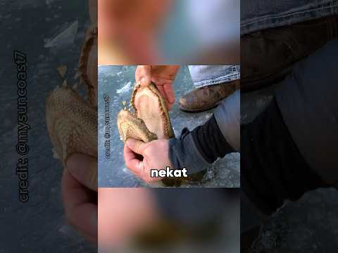 Kenapa Aligator Yang Membeku Tetap Gak Boleh Disentuh⁉️😱