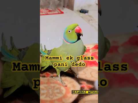 Mammi ek glass pani dedo #viralvideo #comedyvideos #talkingparrot #cute