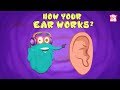 Understanding the Auditory System