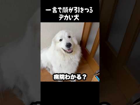 一言でみるみる顔が引きつる愛犬　#greatpyrenees #グレートピレニーズ #大型犬 #大型犬のいる生活 #ゴールデンレトリバー #癒し #犬のいる生活 #愛犬 #可愛い #puppy