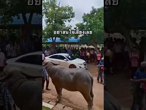 นะครับ #ควายงาม #ควายไทย #ควาย #ควายเผือก #animals #farming #cow #เลี้ยงควาย #สัตว์เลี้ยง #ข่าวใหม่