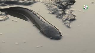 চলনবিলে দেশি শোল মাছ ধরলাম | Fishing 