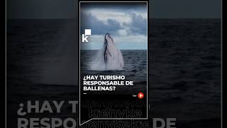 ¿Hay turismo responsable en ballenas?