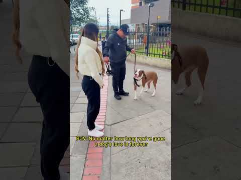 This dog misses its owner terribly✨❤️#DogReunion #DogMissesOwner#FunnyDog#Shorts#fyp