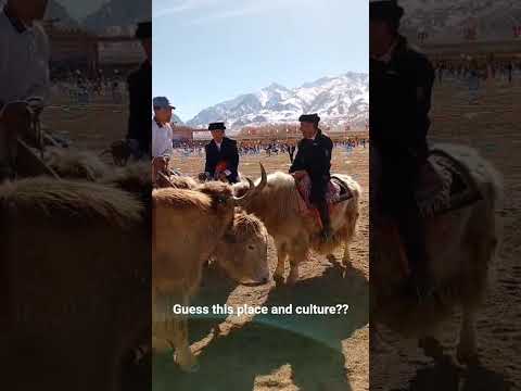 guess this culture and place?#cute #culture #yakride #yaklover #travel #tranding #viralreels #animal