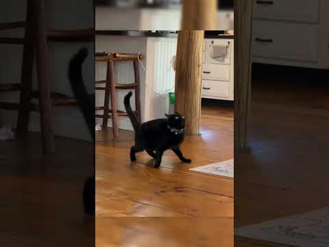 Void.exe stopped responding🐈🖤