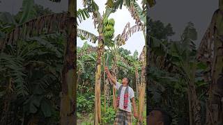 How bananas are cut, food ( episode 3088) 😱 #food #shorts #satisfying #banana #trending #viral