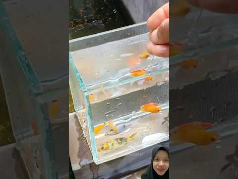 K4kak pilihin !k4n‼️#trendingshorts #trending #trendingvideo #shorts #shortsviral #viralshorts #fyp