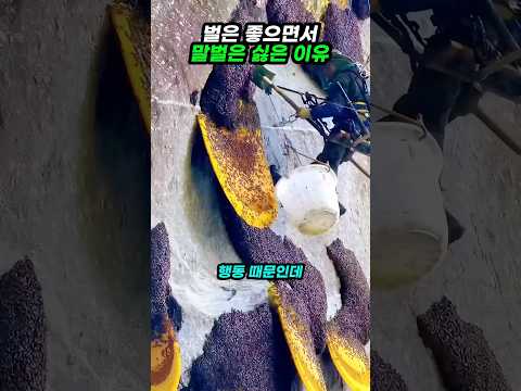 왜 벌은 좋으면서 말벌은 싫어할까요?
