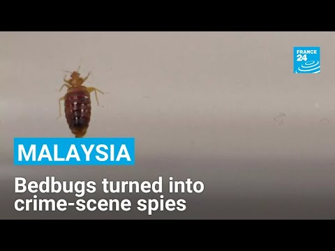 YouTube video thumbnail: Malaysia: Scientists Turn Bedbugs Into Crime-Scene Spies