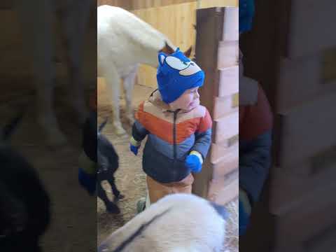 Our first snow! โ๏ธ #snowday #farmlife #fun #fyp #snow #equestrain #horse #cute