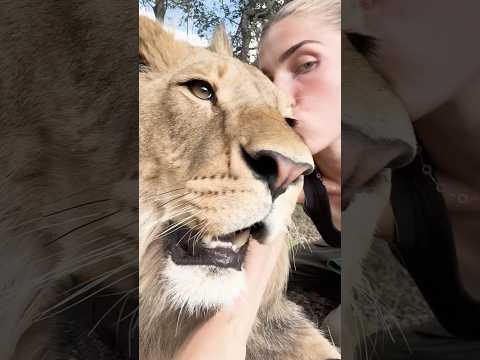 Kissing A Lion!