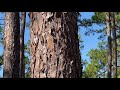 Pine Species Characteristics and Habitats
