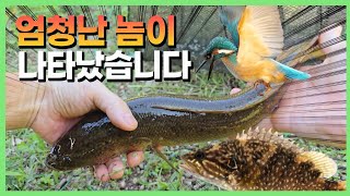 연못에서 험한 게 마구 나옵니다.. feat. 물총새 🔫🔫