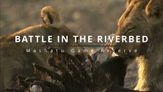 Battle in the Riverbed: Lions vs Hyenas at Mashatu
