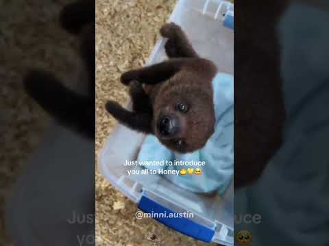 Flash the Sloth is so cute.#sloth #funnyanimals #funnymoments