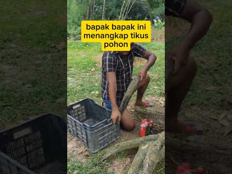 Tikus pohon #tikus #shorts #hunting #berburu