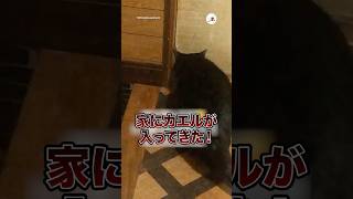 家にカエルが入ってきて…｜PECO
