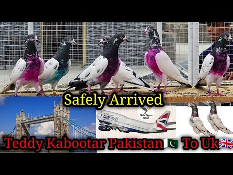 Teddy Kabootar Pakistan 🇵🇰 To UK 🇬🇧 | Teddy Kabootar Uk | Teddy Pigeon Uk