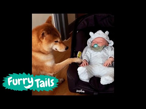 Dogs and Babies 💕 | @FurryTails