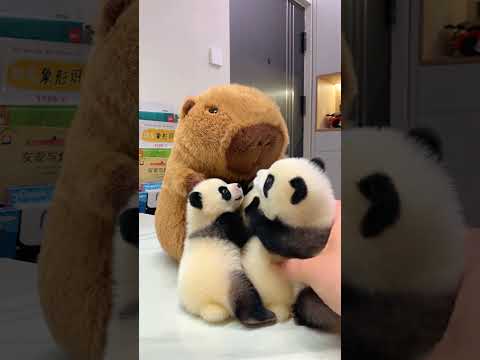 Capybara or Panda? Who is cuter🤔#capybara #panda #cute #healing #funnyanimals
