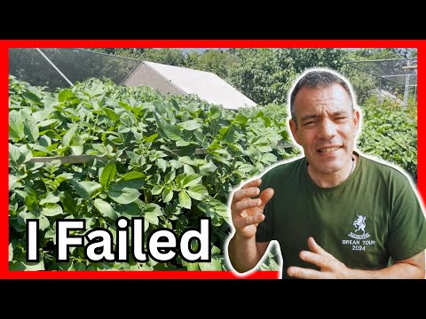 Potato Harvest Disaster Learn Essential Tips for Rainy Seasons!