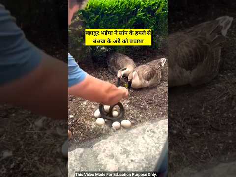 सांप के हमले से बत्तख के अंडे को बचाया 🥹😱। #shorts
