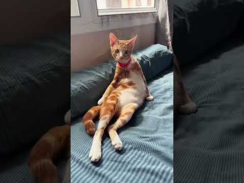"Cat: 'Is this for real?!'"😱😂🤩#cat #funnycat #foryou #cats #funny
