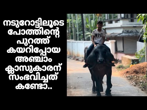നടുറോട്ടിലൂടെ പോത്തിന്റെ പുറത്ത് കയറിപ്പോയ അഞ്ചാം ക്ലാസുകാരന് സംഭവിച്ചത് കണ്ടോ..